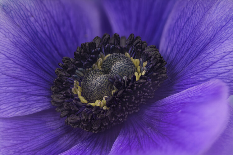 Poster Double centred Blue Anemone flower close up