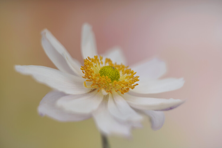 Juliste Japanese Anemone flower against orange pastel background
