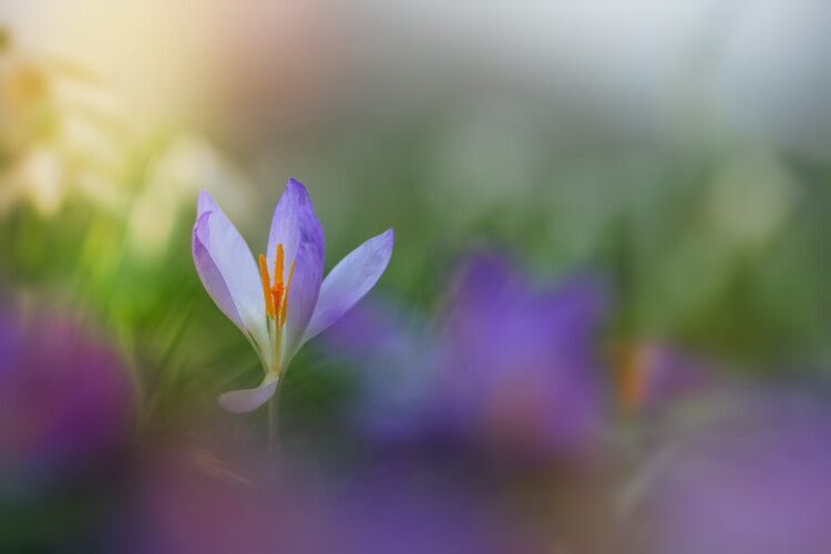 Juliste Lilac Crocus flower in garden