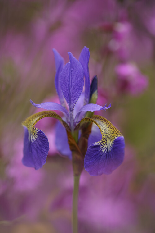 Juliste Iris sibirica in garden