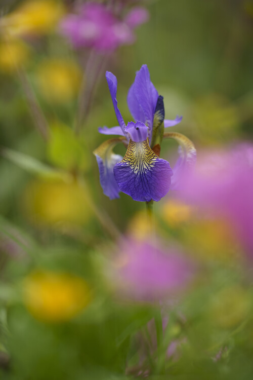 Juliste Iris sibirica in garden