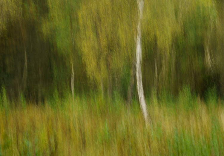 Poster ICM Silver birch tree