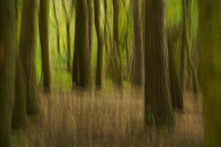 Poster ICM woodlands