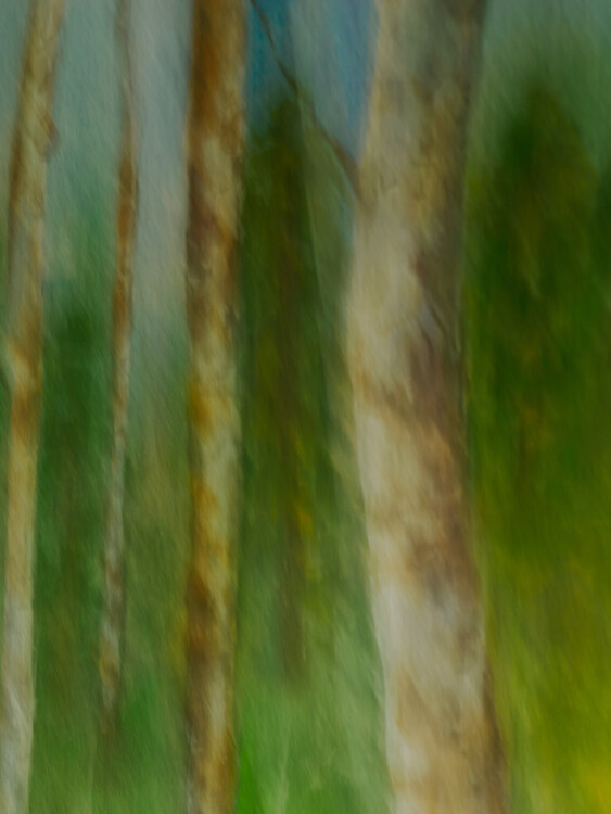 Poster ICM trees