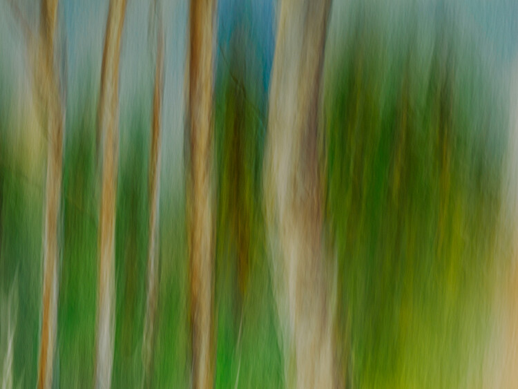 Poster ICM Silver birch tree