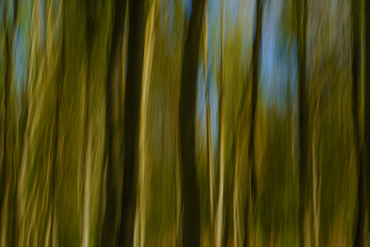 Poster Intentional camera movement trees