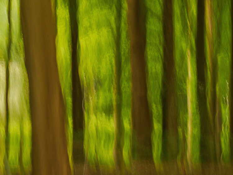 Poster ICM trees