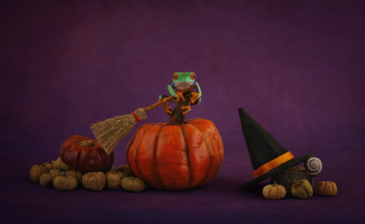 Plakát Halloween Red eyed tree frog on pumpkin