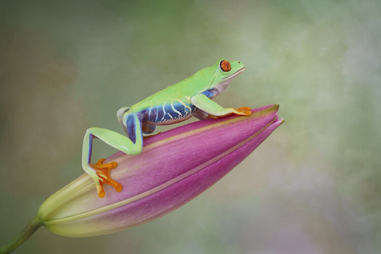 Juliste Red eyed tree frog on Lily