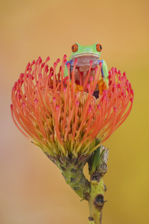 Plagát Red eyed tree frog on orange flower