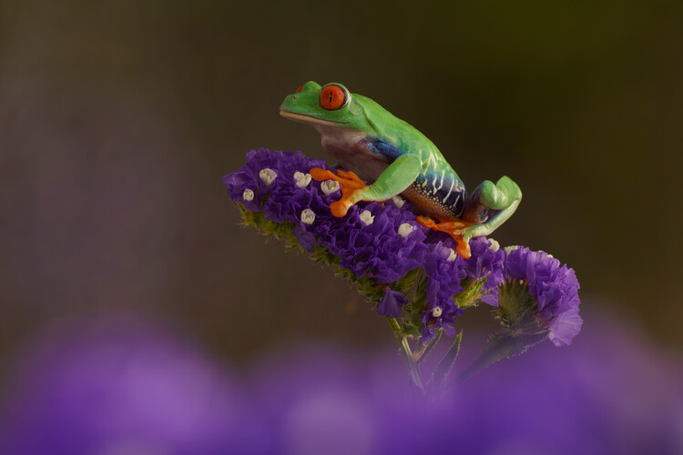 Plagát Red eyed tree frog on purple flower