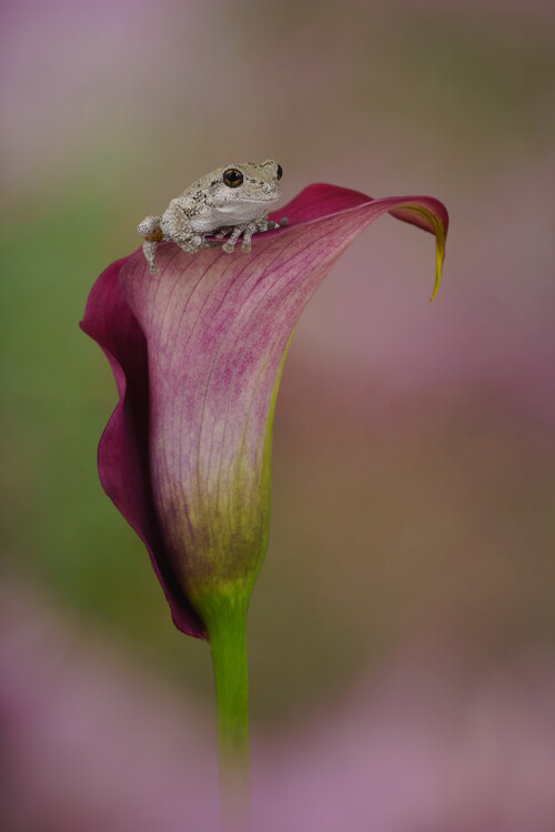 Plagát Grays tree from on red calla lily flower