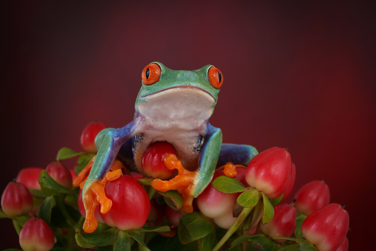 Plagát Red eyed tree frog on red berries