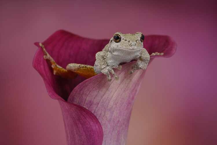 Plagát Grays tree frog on pink calla lily flower