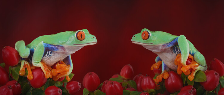 Plagát Red eyed tree frogs on red berries