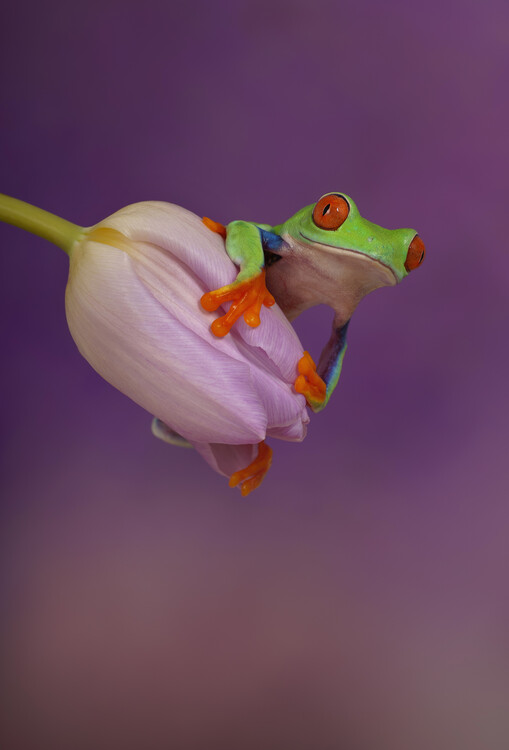 Juliste Red eyed tree frog on pink tulip