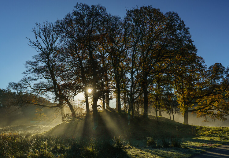 Poster Misty sunrist near the river Brathay, Cumbria