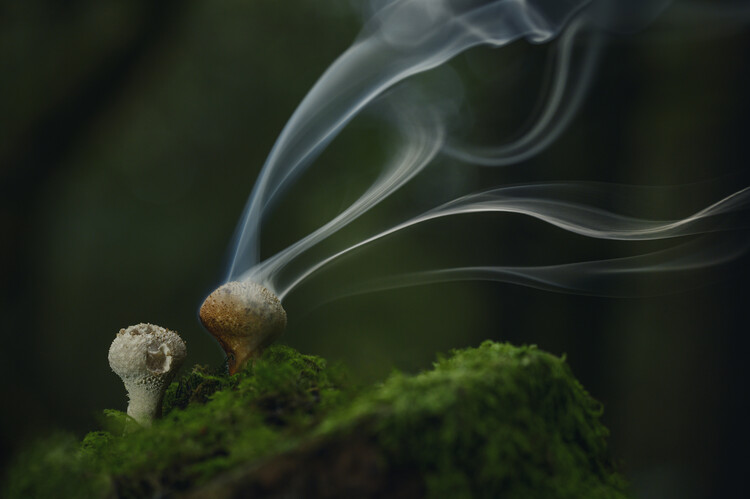 Póster Puffball mushrooms