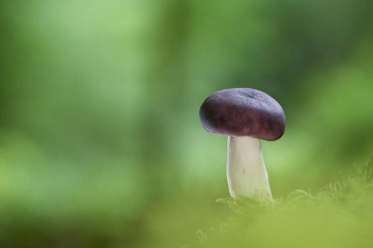 Póster Primrose brittlegill mushroom
