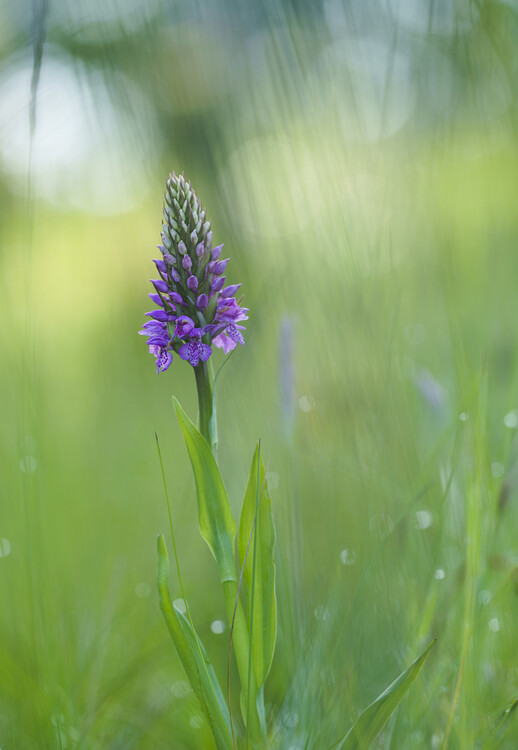 Juliste Spotted orchid