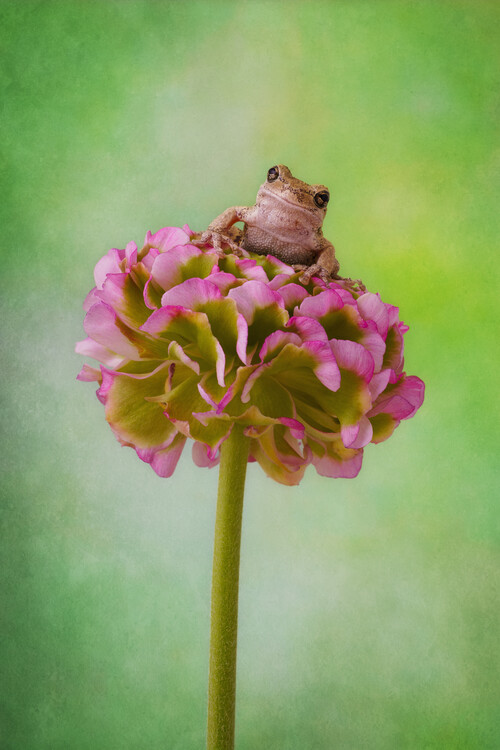 Poster Grays tree frog on pink flower