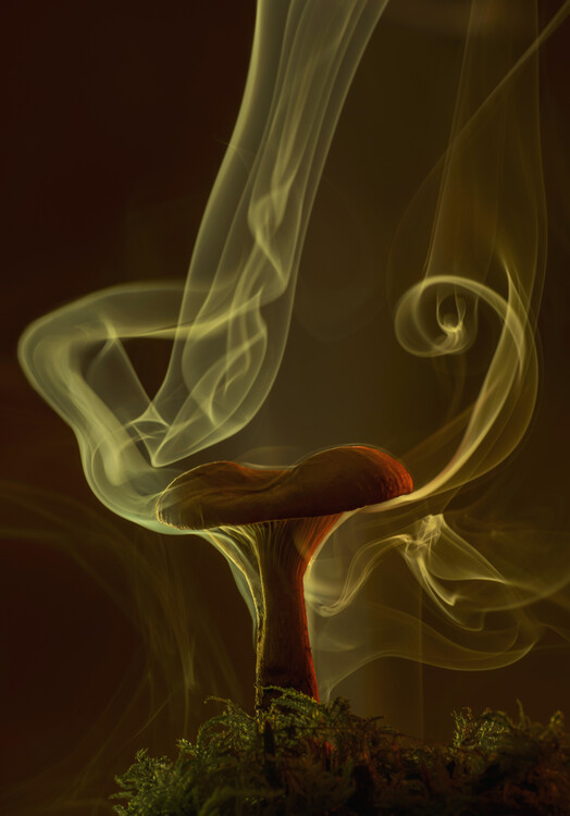 Póster Mushroom with smoke