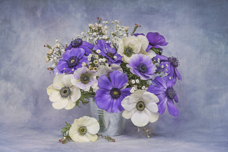 Juliste blue and white Anemone flowers