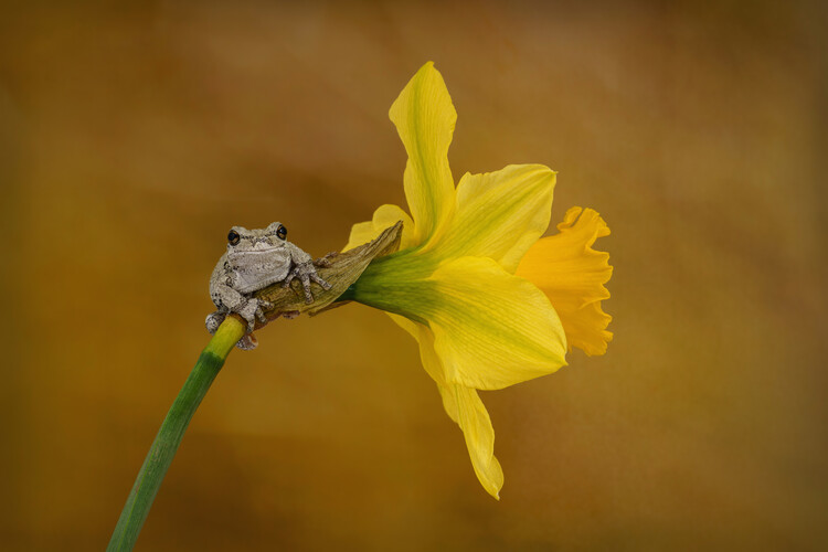 Poster Grays tree frog on daffodil flower