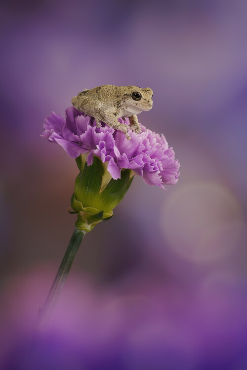 Poster Grays tree frog on purple carnation flower