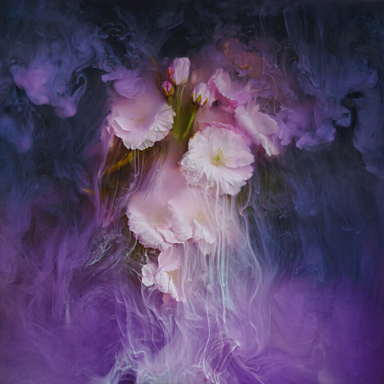 Плакат Cherry blossoms submerged in water with milk and inks