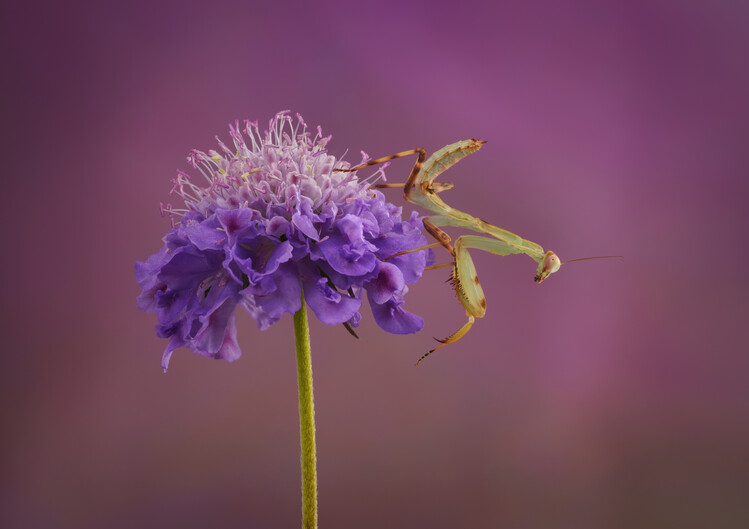 Póster Praying mantis on purple flower