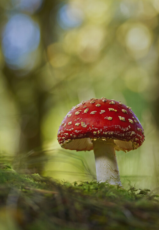 Póster Fly agaric mushroom