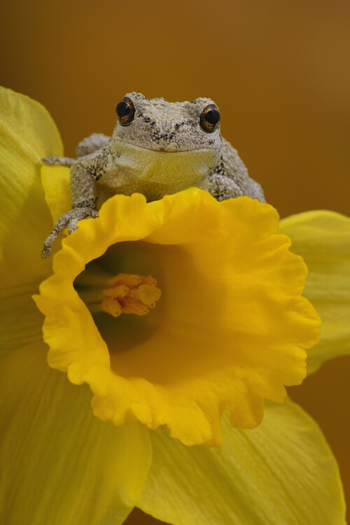 Poster Grays tree frog on yellow daffodil flower