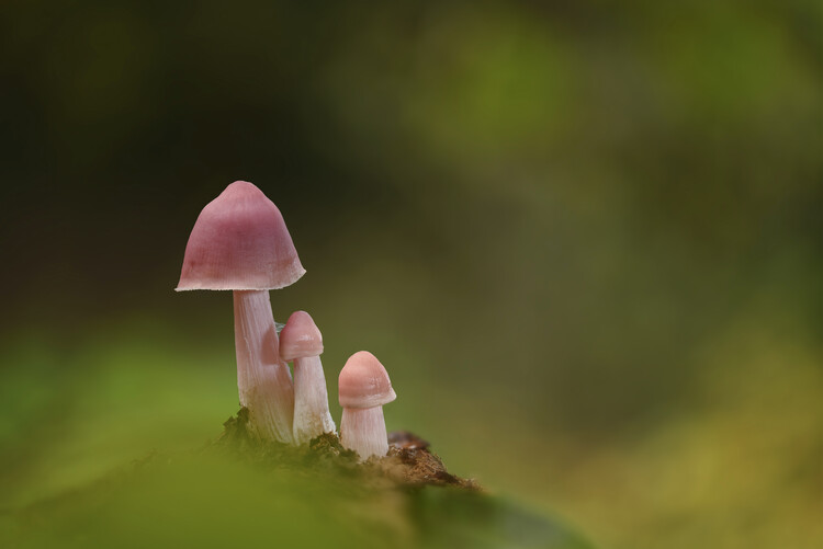 Póster Rosy bonnet mushrooms