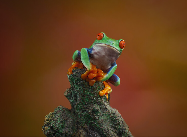 Принти на полотні Red eyed tree frog