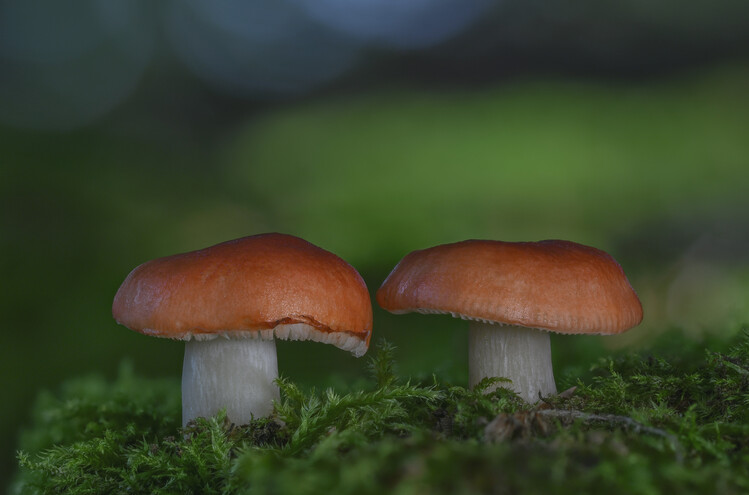 Póster Red brittlegill mushrooms