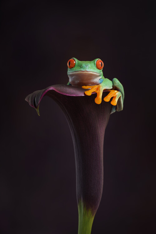 Poster Red eyed tree frog on calla lily flower