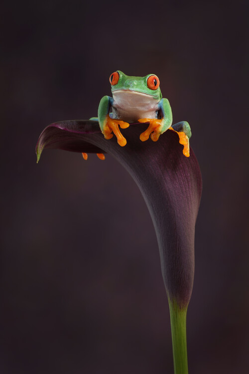 Poster Red eyed tree frog on calla lily flower