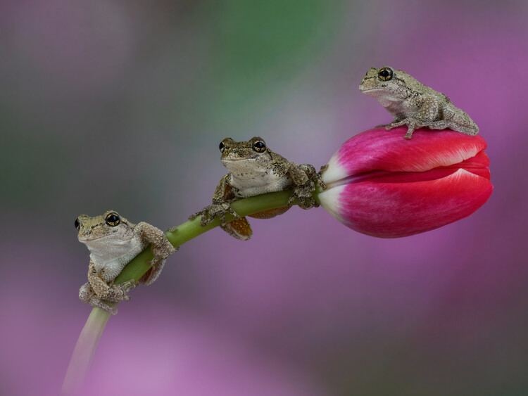 Juliste Greys tree frogs on tulip