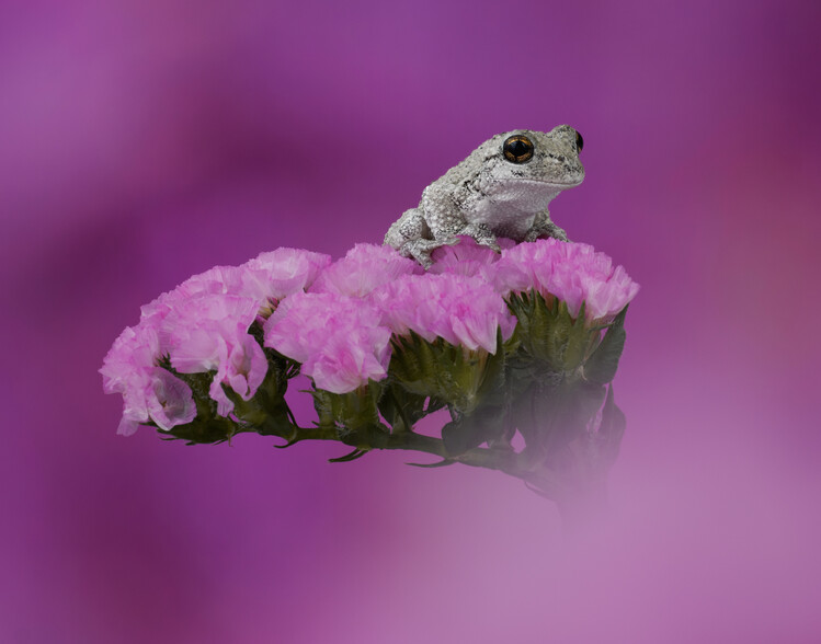 Poster Grays tree frog on pink flower