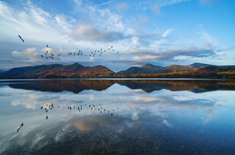 Poster Birds flying over Derwentwater, Lake district