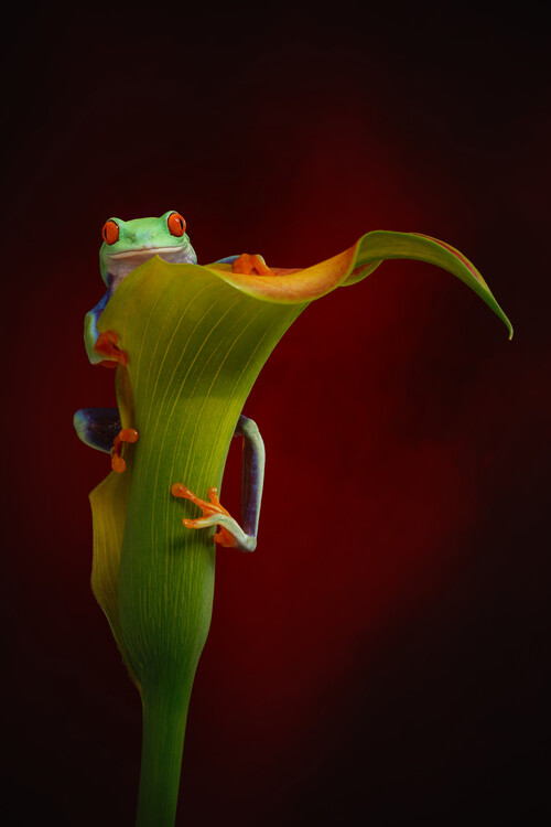 Poster Red eyed tree frog on calla lily flower