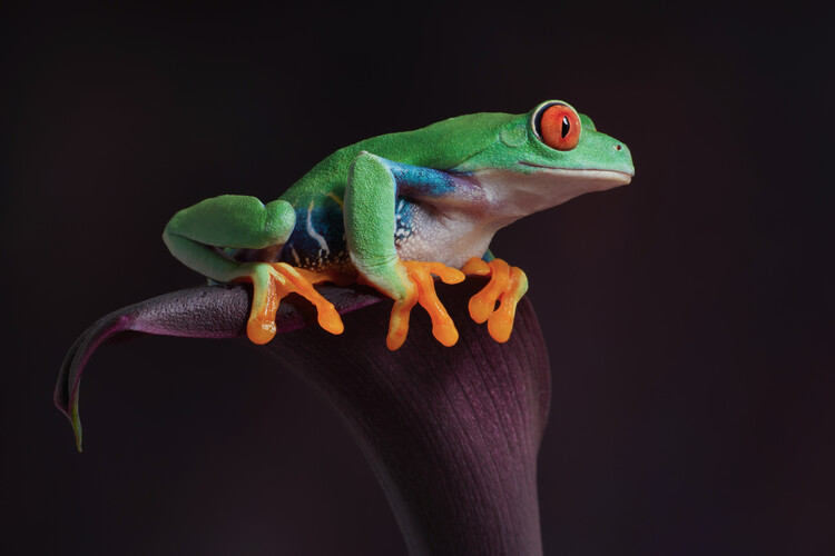 Poster Red eyed tree frog on calla lily flower