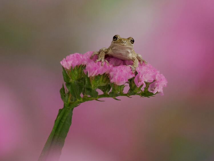 Poster Grays tree frog on pink flower