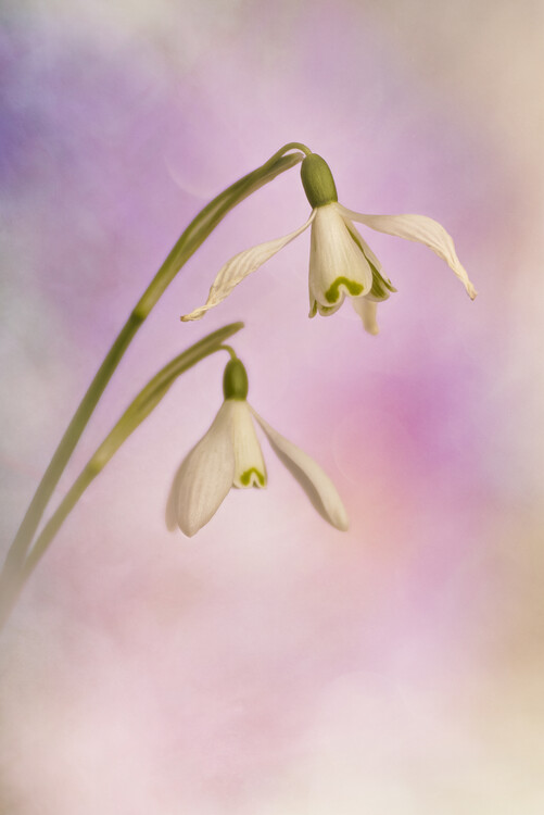 Poster Snowdrop flowers
