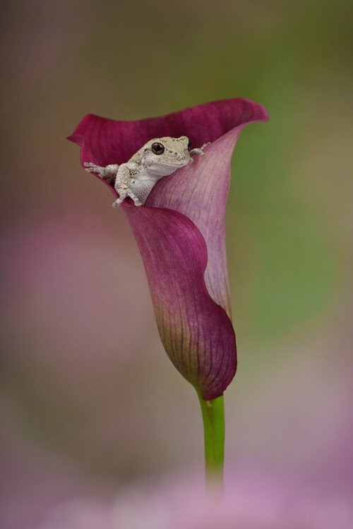 Poster Grays tree frog on calla lily flower