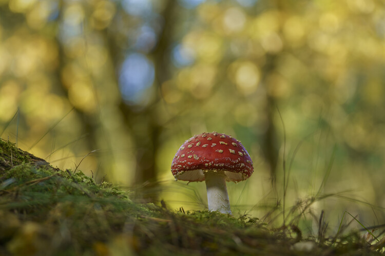 Póster Fly agaric mushroom