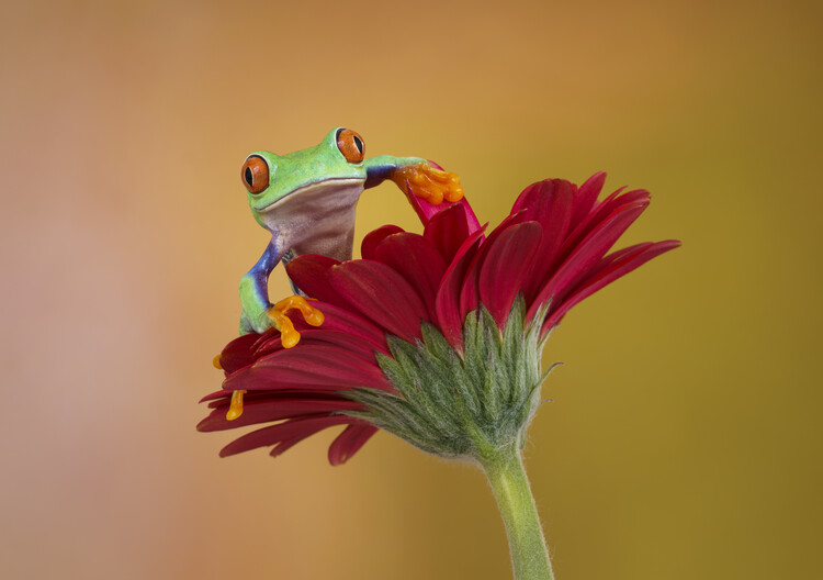 Poster Red eyed tree frog on red flower