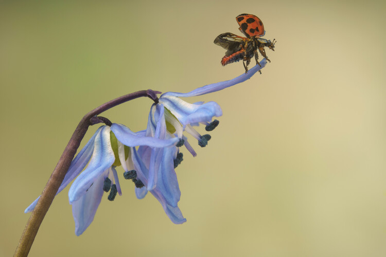 Póster Ladybird on flower