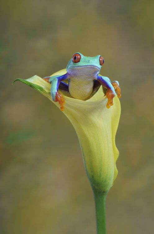 Poster Red eyed tree frog in yellow calla lily flower